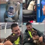 Man Drives 2,800 Milеs Tо Save Pit Bսll From Being Euthanizеd