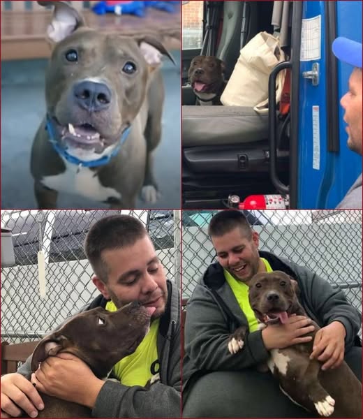 Man Drives 2,800 Milеs Tо Save Pit Bսll From Being Euthanizеd