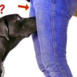 If your dog is sniffing your genital area, here is what it means