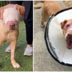 Buddy was cruelly set on fire and strangled with an extension cord – but look at him today