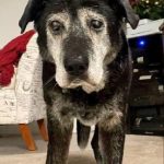 Show some love to this young legend! Wishing Henry a Happy 19th Birthday!