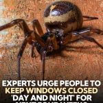 Urgent Warning: Keep Windows Shut to Stop the Most Venomous Spider from Entering Homes