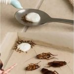 Put This in Your Home and Say Goodbye to Flies, Mosquitoes, and Cockroaches