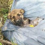 Abandoned but Not Alone: The Inspiring Friendship Between a Puppy and a Kitten