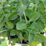 Just 1 oregano leaf a day and you won’t suffer from any more…