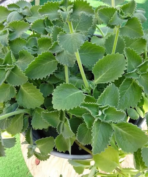 Just 1 oregano leaf a day and you won’t suffer from any more…