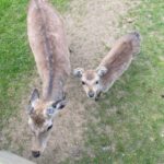 I THOUGHT THEY WERE JUST CURIOUS DEER—UNTIL I SAW WHAT THE LITTLE ONE WAS CARRYING