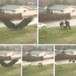 Giant Eagle captured in Bro…