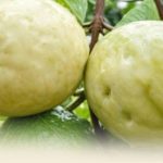 Discover the power of this miracle fruit to lower blood sugar