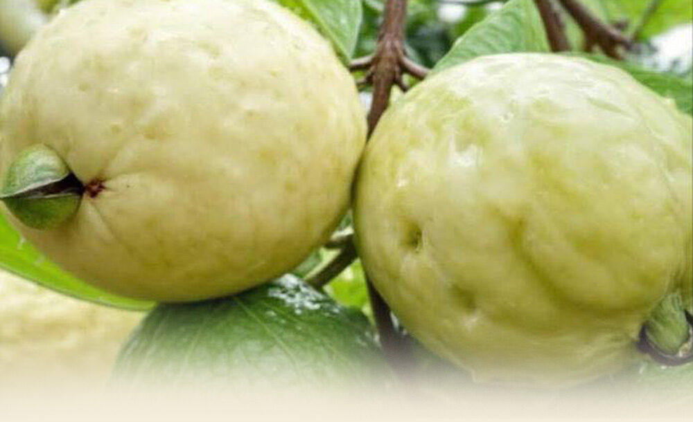 Discover the power of this miracle fruit to lower blood sugar